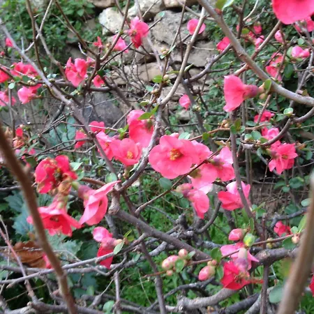 L'abri La Vall فندق مبيت وإفطار Sorède
